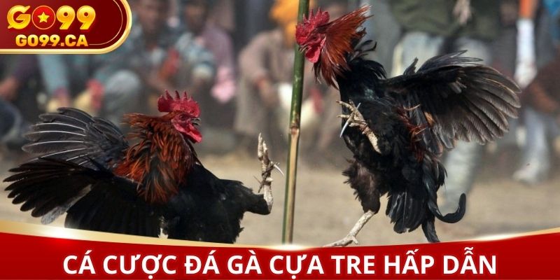 Tìm hiểu chung về hình thức cá cược đá gà tre