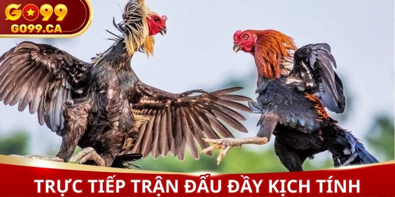 Trận đấu được trực tiếp với sự kịch tính, hấp dẫn